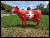 02248-LU-Rote-Milchkuh